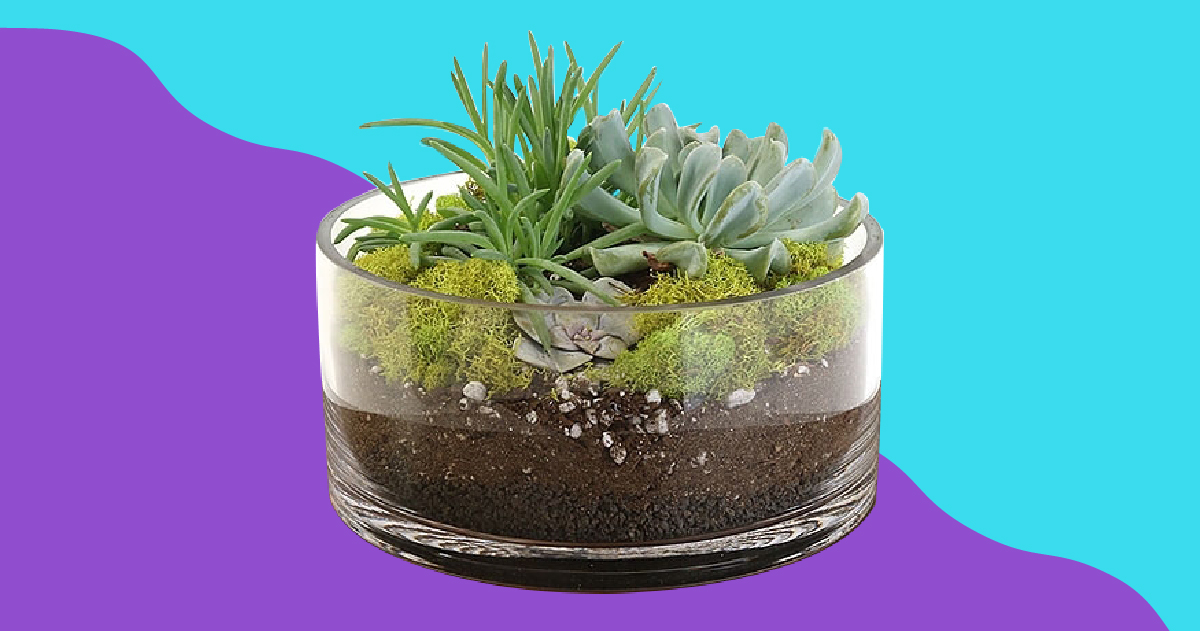 Terrarium kit Terrarium kit