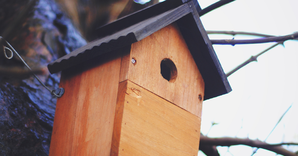 bird feeder bird feeder