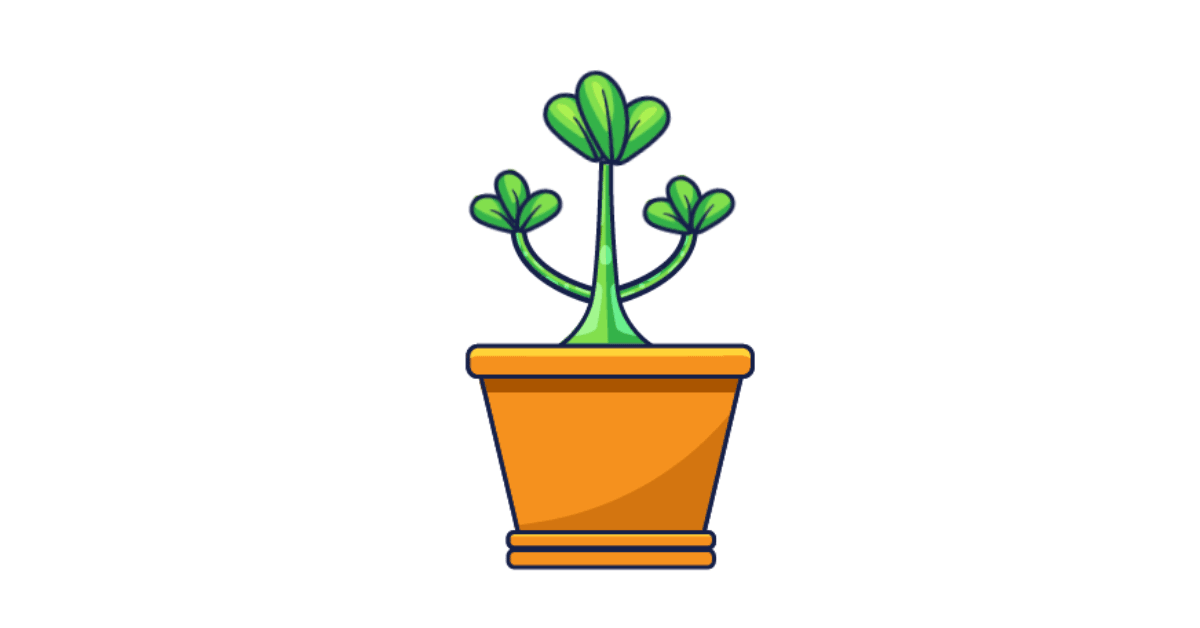 succulent succulent
