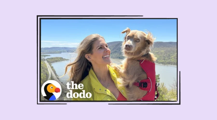 the dodo screen grab
