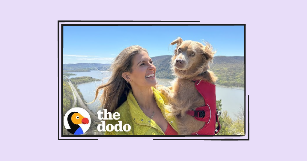 the dodo screen grab